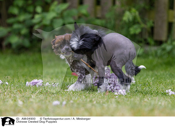 Chinese Crested Dog Welpen / Chinese Crested Dog Puppies / AM-04900