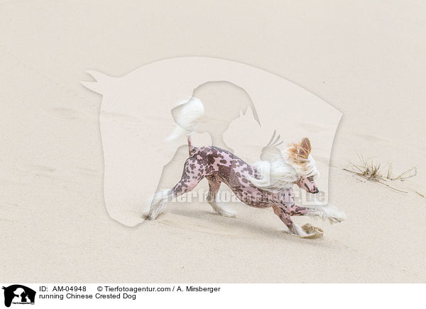 rennender Chinese Crested Dog / running Chinese Crested Dog / AM-04948
