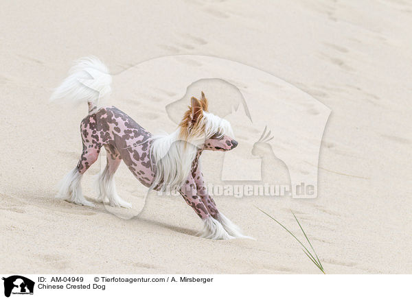 Chinese Crested Dog / Chinese Crested Dog / AM-04949