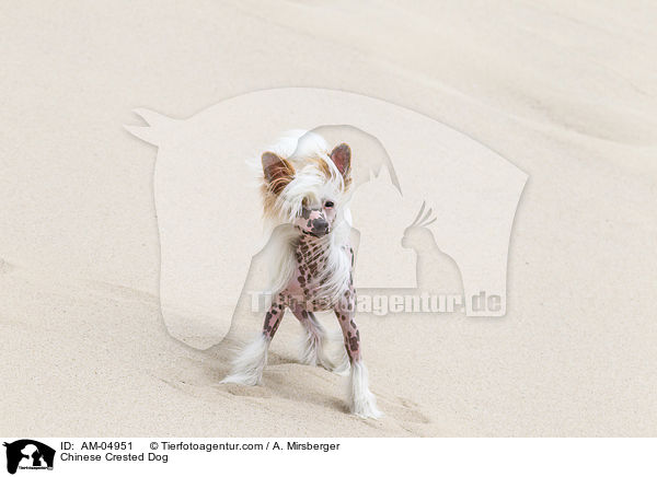Chinese Crested Dog / Chinese Crested Dog / AM-04951
