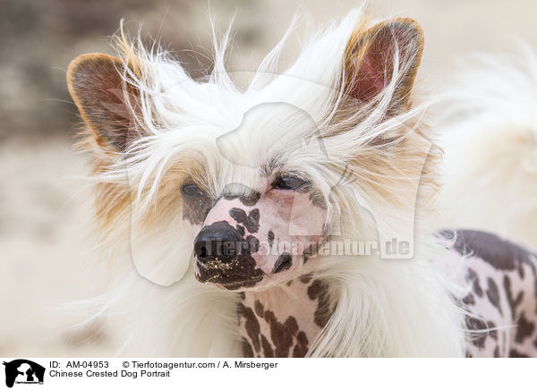Chinese Crested Dog Portrait / Chinese Crested Dog Portrait / AM-04953