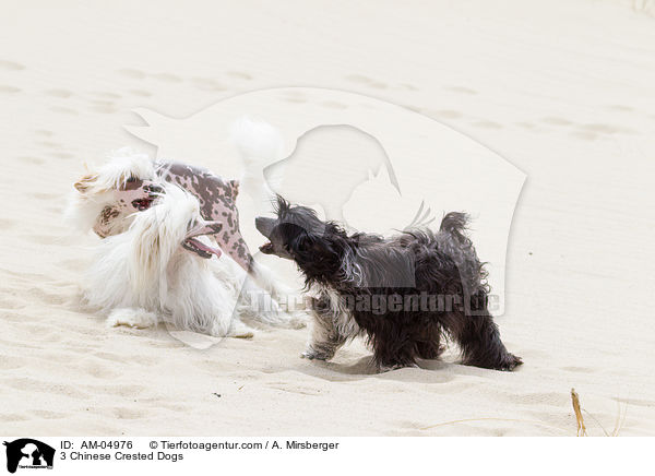 3 Chinese Crested Dogs / 3 Chinese Crested Dogs / AM-04976