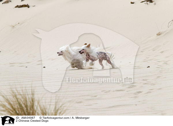 2 Chinese Crested Dogs / 2 Chinese Crested Dogs / AM-04987