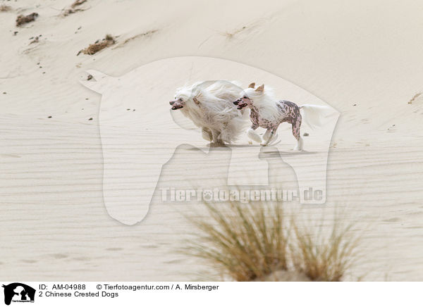 2 Chinese Crested Dogs / 2 Chinese Crested Dogs / AM-04988