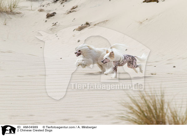 2 Chinese Crested Dogs / 2 Chinese Crested Dogs / AM-04989