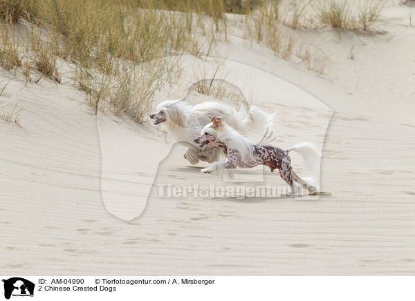 2 Chinese Crested Dogs / 2 Chinese Crested Dogs / AM-04990