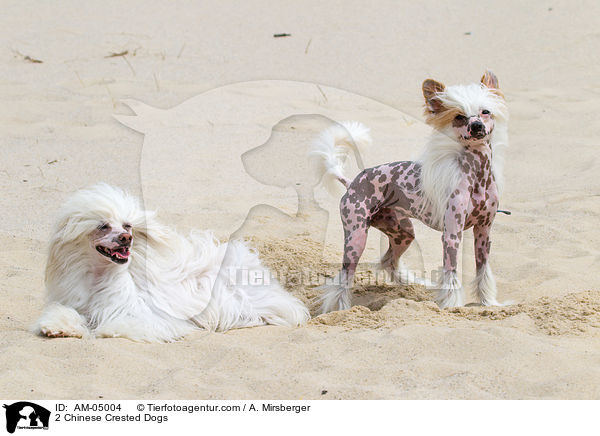2 Chinese Crested Dogs / 2 Chinese Crested Dogs / AM-05004