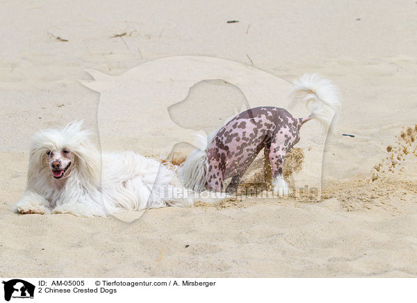 2 Chinese Crested Dogs / 2 Chinese Crested Dogs / AM-05005