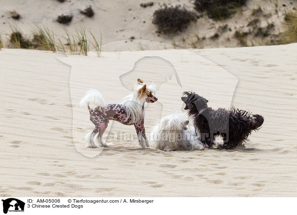 3 Chinese Crested Dogs / 3 Chinese Crested Dogs / AM-05006
