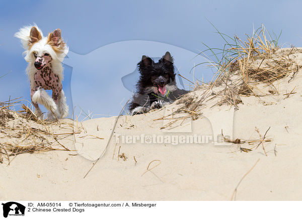 2 Chinese Crested Dogs / 2 Chinese Crested Dogs / AM-05014