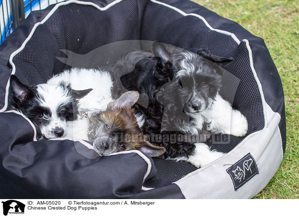 Chinese Crested Dog Welpen / Chinese Crested Dog Puppies / AM-05020