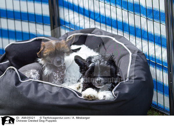 Chinese Crested Dog Welpen / Chinese Crested Dog Puppies / AM-05021