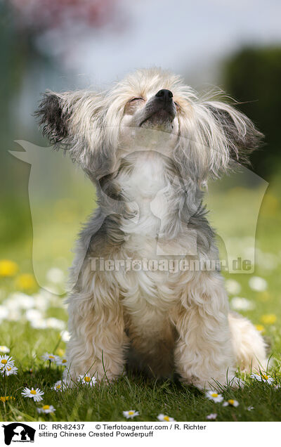 sitzender Chinese Crested Powderpuff / sitting Chinese Crested Powderpuff / RR-82437