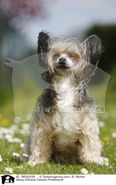sitzender Chinese Crested Powderpuff / sitting Chinese Crested Powderpuff / RR-82438