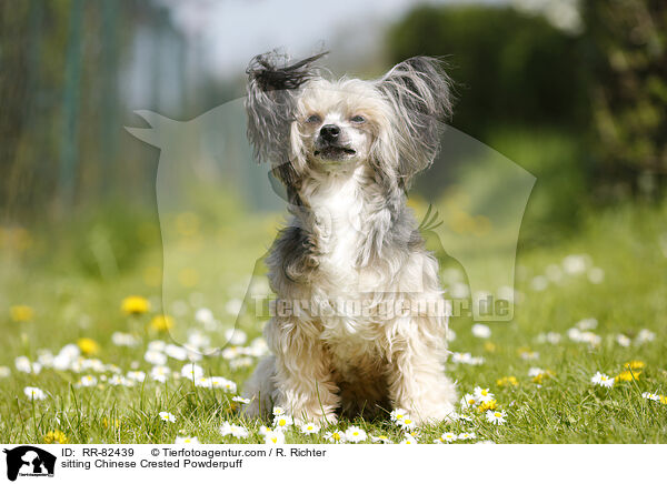 sitzender Chinese Crested Powderpuff / sitting Chinese Crested Powderpuff / RR-82439