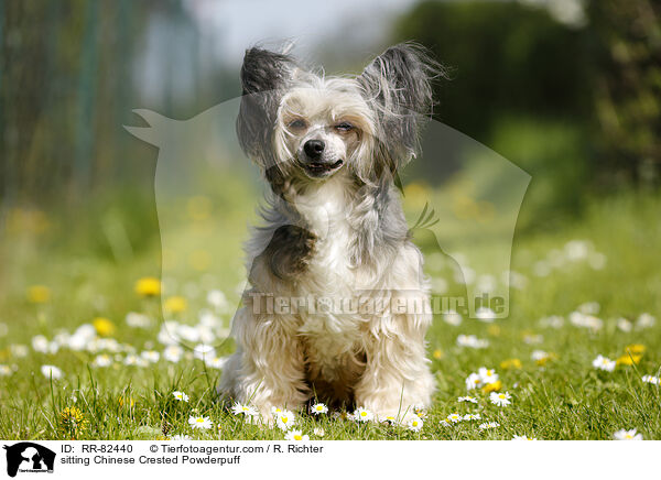 sitzender Chinese Crested Powderpuff / sitting Chinese Crested Powderpuff / RR-82440