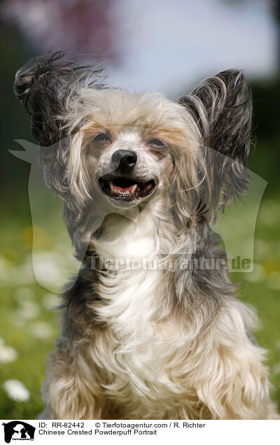 Chinese Crested Powderpuff Portrait / Chinese Crested Powderpuff Portrait / RR-82442
