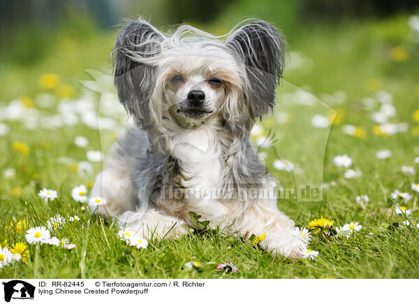 liegender Chinese Crested Powderpuff / lying Chinese Crested Powderpuff / RR-82445