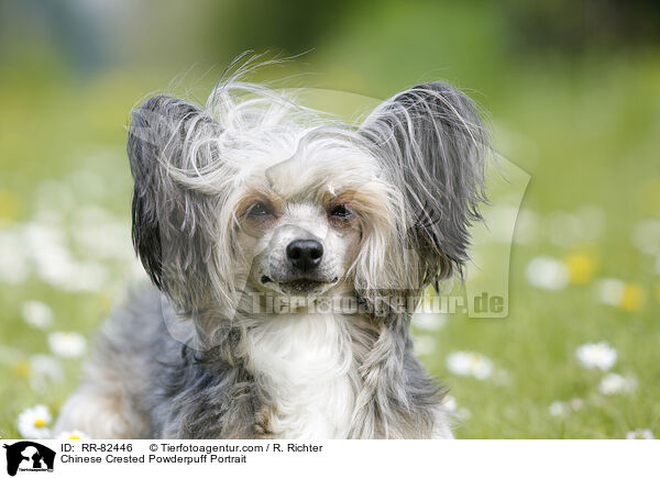 Chinese Crested Powderpuff Portrait / Chinese Crested Powderpuff Portrait / RR-82446