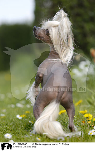 Chinesischer Schopfhund / Chinese Crested Dog / RR-82451
