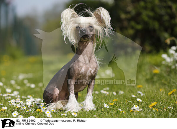 sitzender Chinesischer Schopfhund / sitting Chinese Crested Dog / RR-82462