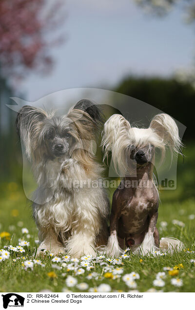 2 Chinese Crested Dogs / 2 Chinese Crested Dogs / RR-82464