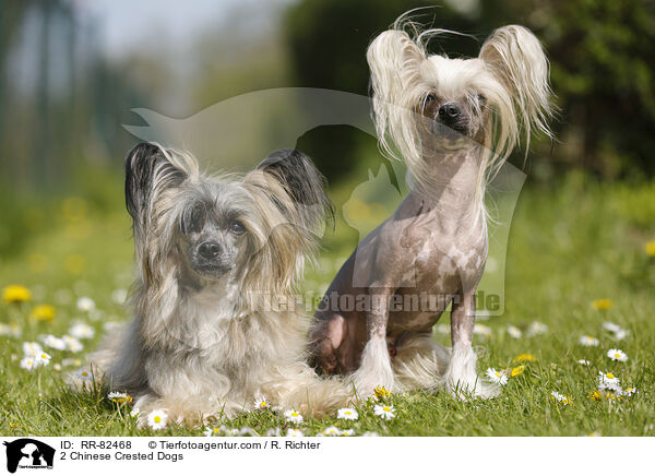 2 Chinese Crested Dogs / 2 Chinese Crested Dogs / RR-82468