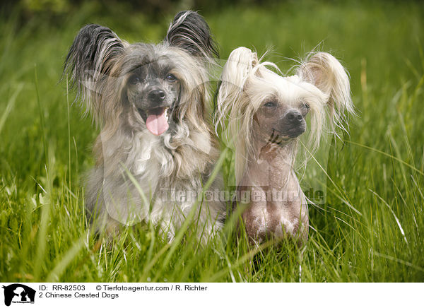 2 Chinese Crested Dogs / 2 Chinese Crested Dogs / RR-82503
