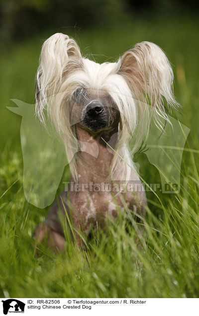 sitzender Chinesischer Schopfhund / sitting Chinese Crested Dog / RR-82506