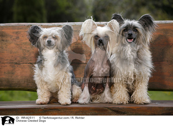 Chinese Crested Dogs / Chinese Crested Dogs / RR-82511
