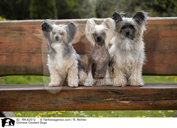 Chinese Crested Dogs / Chinese Crested Dogs / RR-82512