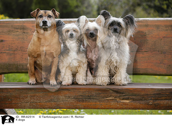 4 Hunde / 4 dogs / RR-82514