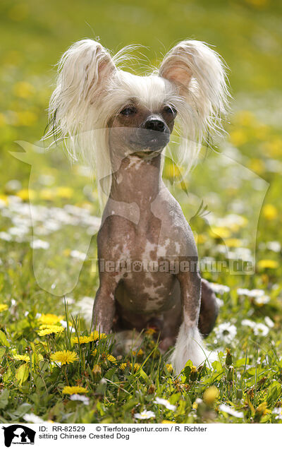 sitzender Chinesischer Schopfhund / sitting Chinese Crested Dog / RR-82529
