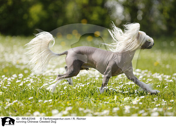 rennender Chinesischer Schopfhund / running Chinese Crested Dog / RR-82546