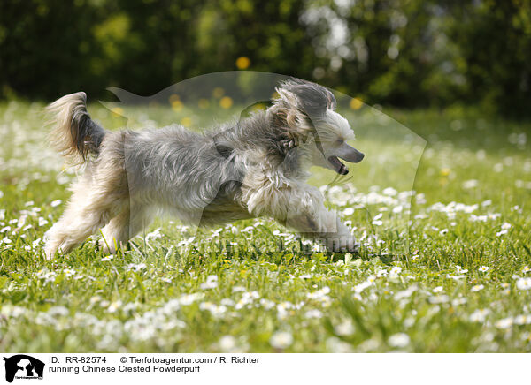 rennender Chinese Crested Powderpuff / running Chinese Crested Powderpuff / RR-82574