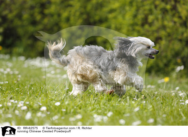 rennender Chinese Crested Powderpuff / running Chinese Crested Powderpuff / RR-82575