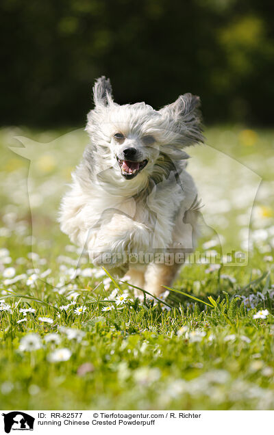 rennender Chinese Crested Powderpuff / running Chinese Crested Powderpuff / RR-82577