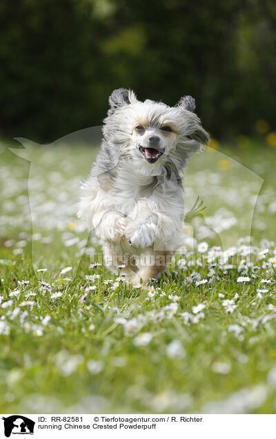 rennender Chinese Crested Powderpuff / running Chinese Crested Powderpuff / RR-82581