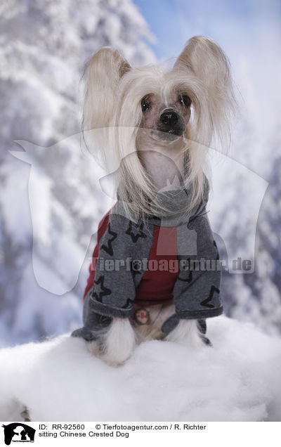 sitzender Chinese Crested Dog / sitting Chinese Crested Dog / RR-92560