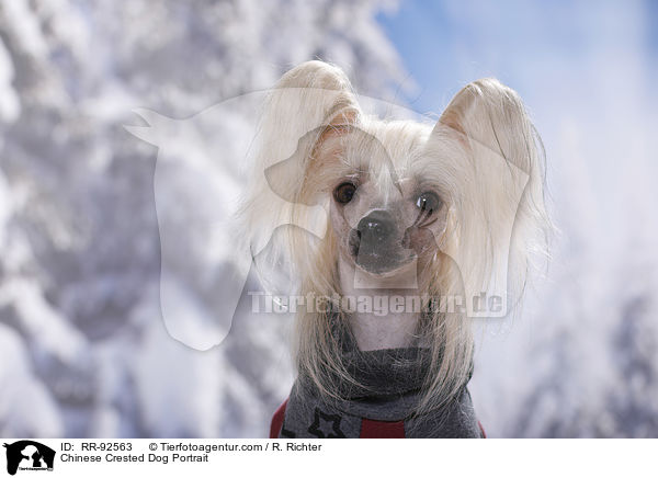 Chinese Crested Dog Portrait / Chinese Crested Dog Portrait / RR-92563