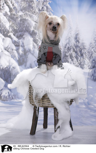 sitzender Chinese Crested Dog / sitting Chinese Crested Dog / RR-92564