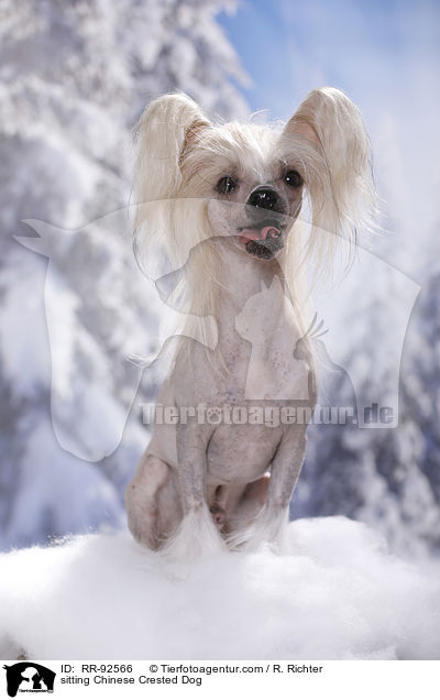 sitzender Chinese Crested Dog / sitting Chinese Crested Dog / RR-92566
