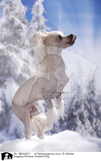 Chinese Crested Dog macht Mnnchen / begging Chinese Crested Dog / RR-92571