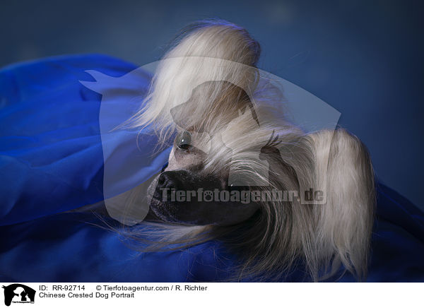 Chinese Crested Dog Portrait / Chinese Crested Dog Portrait / RR-92714
