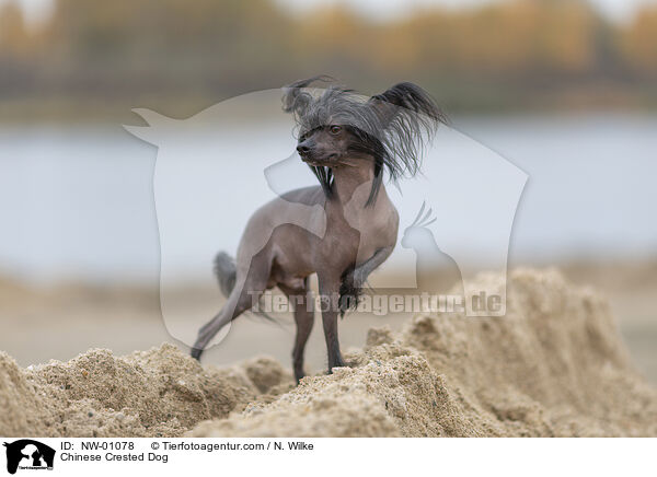 Chinesischer Schopfhund / Chinese Crested Dog / NW-01078