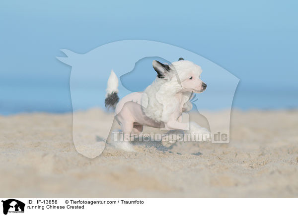 rennender Chinese Crested / running Chinese Crested / IF-13858