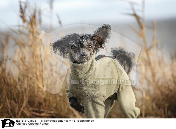 Chinese Crested Portrait / Chinese Crested Portrait / SIB-01893