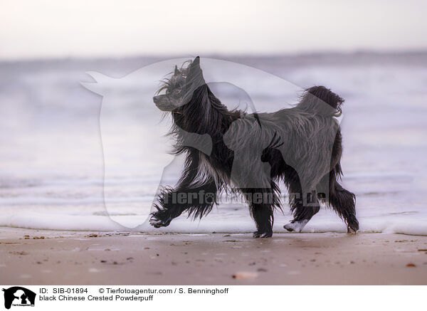 schwarzer Chinese Crested Powderpuff / black Chinese Crested Powderpuff / SIB-01894