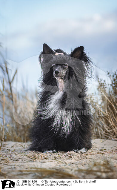 schwarz-weier Chinese Crested Powderpuff / black-white Chinese Crested Powderpuff / SIB-01896