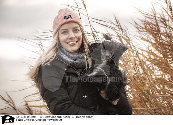schwarzer Chinese Crested Powderpuff / black Chinese Crested Powderpuff / SIB-01898